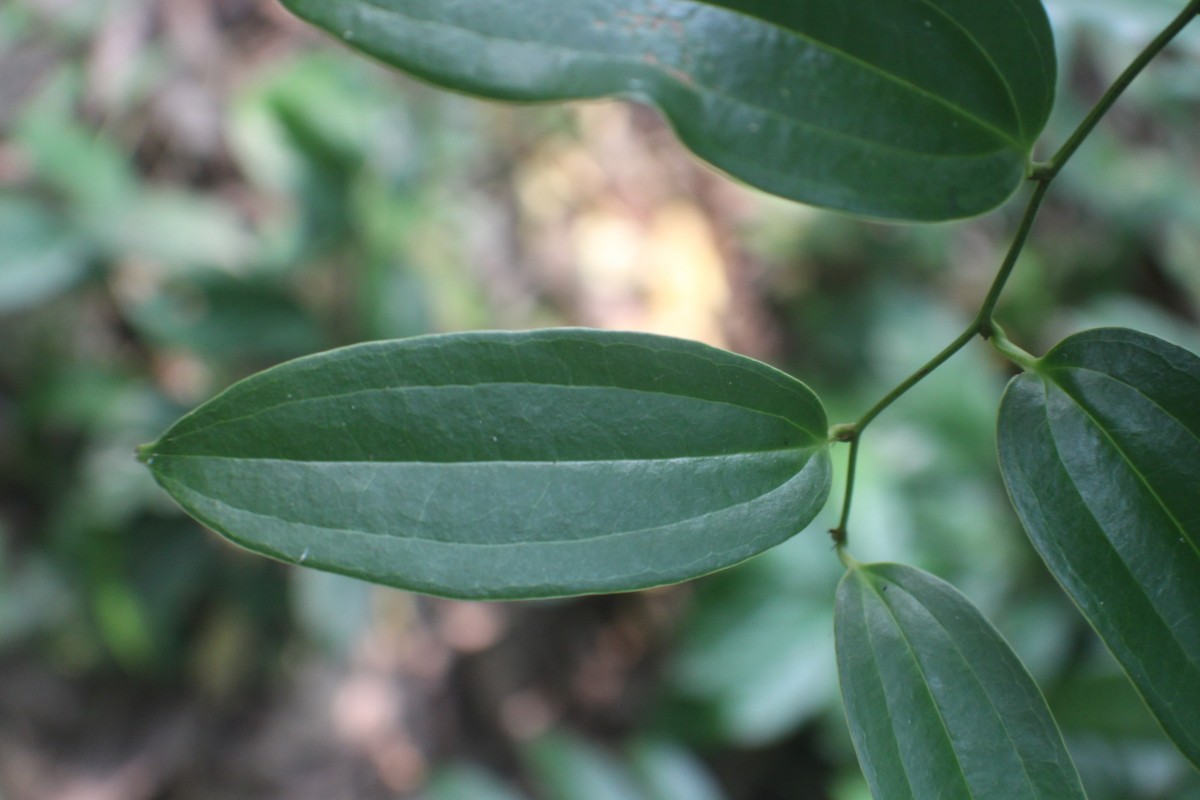 Smilax zeylanica L.